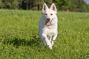 Why you should buy only quality dog grooming supplies